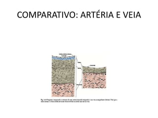 COMPARATIVO: ARTÉRIA E VEIA
 