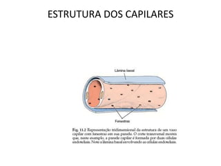 ESTRUTURA DOS CAPILARES
 