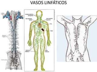 VASOS LINFÁTICOS
 