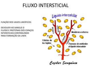 FLUXO INTERSTICIAL
FUNÇÃO DOS VASOS LINFÁTICOS:
DEVOLVER AO SANGUE O
FLUÍDO E PROTEÍNAS DOS ESPAÇOS
INTERSTICIAIS CONTRIBUINDO
PARA FORMAÇÃO DA LINFA
 