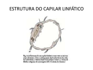ESTRUTURA DO CAPILAR LINFÁTICO
 