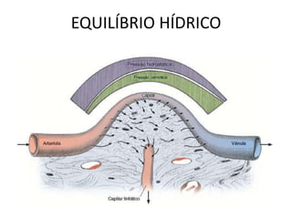 EQUILÍBRIO HÍDRICO
 