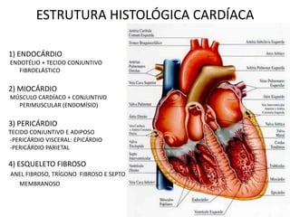 ESTRUTURA HISTOLÓGICA CARDÍACA
1) ENDOCÁRDIO
ENDOTÉLIO + TECIDO CONJUNTIVO
FIBROELÁSTICO
2) MIOCÁRDIO
MÚSCULO CARDÍACO + CONJUNTIVO
PERIMUSCULAR (ENDOMÍSIO)
3) PERICÁRDIO
TECIDO CONJUNTIVO E ADIPOSO
-PERICÁRDIO VISCERAL: EPICÁRDIO
-PERICÁRDIO PARIETAL
4) ESQUELETO FIBROSO
ANEL FIBROSO, TRÍGONO FIBROSO E SEPTO
MEMBRANOSO
 