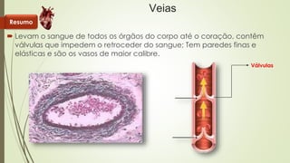 Veias 
 Levam o sangue de todos os órgãos do corpo até o coração, contêm 
válvulas que impedem o retroceder do sangue; Tem paredes finas e 
elásticas e são os vasos de maior calibre. 
Válvulas 
Resumo 
 