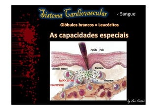 Sistema cardiovascular:   sangue
