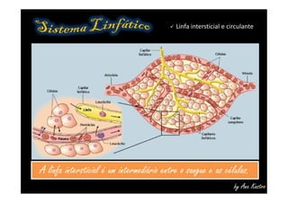  Linfa intersticial e circulante
by Ana Kastro
A linfa intersticial é um intermediário entre o sangue e as células.A linfa intersticial é um intermediário entre o sangue e as células.
 