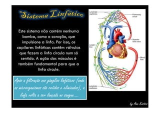Sistema circulatório   s linfático