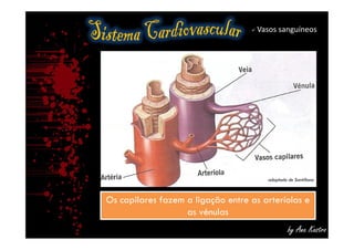  Vasos sanguíneos
by Ana Kastro
adaptado de Santillana
Os capilares fazem a ligação entre as arteríolas e
as vénulas
Os capilares fazem a ligação entre as arteríolas e
as vénulas
 