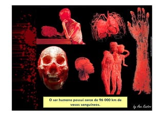 by Ana Kastro
O ser humano possui cerca de 96 000 km de
vasos sanguíneos.
 