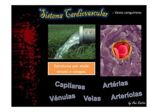  Vasos sanguíneos
by Ana Kastro
Estruturas por onde
circula o sangue.
Estruturas por onde
circula o sangue.
 