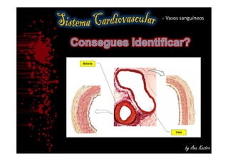 Sistema cardiovascular - vasos sanguíneos