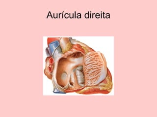 Aurícula direita
 