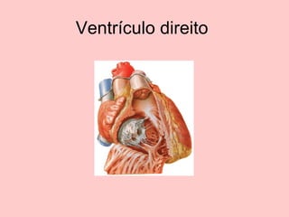 Ventrículo direito
 