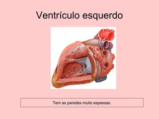 Ventrículo esquerdo




   Tem as paredes muito espessas.
 