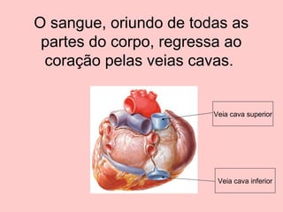 O sangue, oriundo de todas as
 partes do corpo, regressa ao
 coração pelas veias cavas.


                        Veia cava superior




                         Veia cava inferior
 