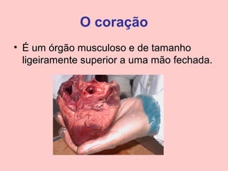 O coração
• É um órgão musculoso e de tamanho
  ligeiramente superior a uma mão fechada.
 