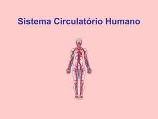 Sistema Circulatório Humano
 