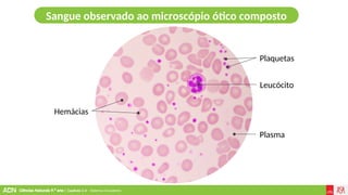Ciências Naturais 9.º ano | Capítulo 2.4 – Sistema circulatório
Hemácias
Leucócito
Plaquetas
Plasma
Sangue observado ao microscópio ótico composto
 