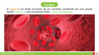 Ciências Naturais 9.º ano | Capítulo 2.4 – Sistema circulatório
Sangue
O sangue é um fluido circulante, de cor vermelha, constituído por uma porção
líquida – plasma – e por uma porção sólida – elementos figurados.
 