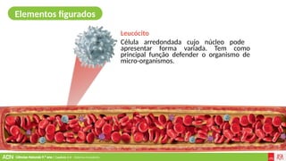 Ciências Naturais 9.º ano | Capítulo 2.4 – Sistema circulatório
Leucócito
Célula arredondada cujo núcleo pode
apresentar forma variada. Tem como
principal função defender o organismo de
micro-organismos.
Elementos figurados
 