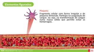 Ciências Naturais 9.º ano | Capítulo 2.4 – Sistema circulatório
Plaqueta
Fragmento celular com forma irregular e de
pequena dimensão. Participa na coagulação do
sangue, ou seja, na transformação do sangue
numa massa sólida que permite evitar as
hemorragias.
Elementos figurados
 