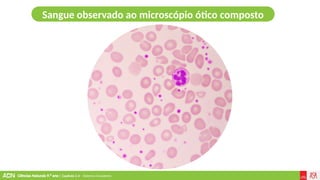 Ciências Naturais 9.º ano | Capítulo 2.4 – Sistema circulatório
Sangue observado ao microscópio ótico composto
 