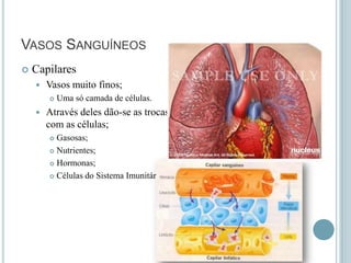 VASOS SANGUÍNEOS


Capilares


Vasos muito finos;




Uma só camada de células.

Através deles dão-se as trocas
com as células;
Gasosas;
 Nutrientes;
 Hormonas;
 Células do Sistema Imunitário.


 