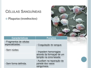 CÉLULAS SANGUÍNEAS


Plaquetas (trombocitos)

Características
- Fragmentos de células
especializadas;
- Sem núcleo;

- Sem forma definida.

Funções
- Coagulação do sangue;
- Impedem hemorragias
através da formaçaõ de um
tampão na zona lesada;
- Auxiliam na reparação da
parede dos vasos
sanguíneos.

 