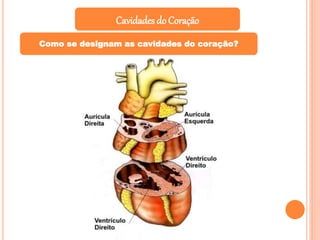 Cavidades do Coração
Como se designam as cavidades do coração?
 