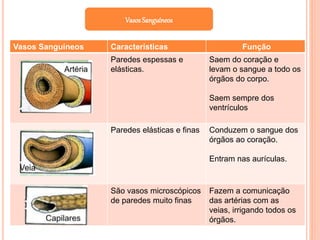 Vasos Sanguíneos Características Função
Paredes espessas e
elásticas.
Saem do coração e
levam o sangue a todo os
órgãos do corpo.
Saem sempre dos
ventrículos
Paredes elásticas e finas Conduzem o sangue dos
órgãos ao coração.
Entram nas aurículas.
São vasos microscópicos
de paredes muito finas
Fazem a comunicação
das artérias com as
veias, irrigando todos os
órgãos.
VasosSanguíneos
 