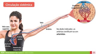 Ciências Naturais 9.º ano | Capítulo 2.4 – Sistema circulatório
Veia
Ventrículo
esquerdo
Aurícula
direita
Veia cava
superior
Artéria
aorta
Artéria
Vénula
Arteríola
Capilares
sanguíneos
Circulação sistémica
No dedo indicador, as
artérias ramificam-se em
arteríolas.
 
