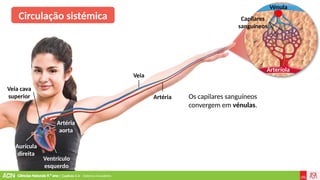 Ciências Naturais 9.º ano | Capítulo 2.4 – Sistema circulatório
Veia
Ventrículo
esquerdo
Aurícula
direita
Veia cava
superior
Artéria
aorta
Artéria
Vénula
Arteríola
Capilares
sanguíneos
Circulação sistémica
Os capilares sanguíneos
convergem em vénulas.
 