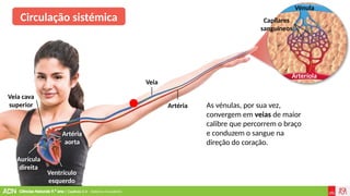 Ciências Naturais 9.º ano | Capítulo 2.4 – Sistema circulatório
Veia
Ventrículo
esquerdo
Aurícula
direita
Veia cava
superior
Artéria
aorta
Artéria
Vénula
Arteríola
Capilares
sanguíneos
Circulação sistémica
As vénulas, por sua vez,
convergem em veias de maior
calibre que percorrem o braço
e conduzem o sangue na
direção do coração.
 