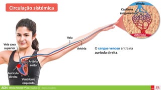 Ciências Naturais 9.º ano | Capítulo 2.4 – Sistema circulatório
Veia
Ventrículo
esquerdo
Aurícula
direita
Veia cava
superior
Artéria
aorta
Artéria
Vénula
Arteríola
Capilares
sanguíneos
Circulação sistémica
O sangue venoso entra na
aurícula direita.
 