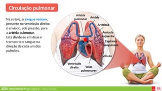 Ciências Naturais 9.º ano | Capítulo 2.4 – Sistema circulatório
Circulação pulmonar
Na sístole, o sangue venoso,
presente no ventrículo direito,
é enviado, sob pressão, para
a artéria pulmonar.
Esta divide-se em duas e
transporta o sangue na
direção de cada um dos
pulmões.
Ventrículo
direito Veias
pulmonares
Vénula
Artéria
pulmonar
Arteríola
Artéria
Aurícula
esquerda
Capilares
sanguíneos
 