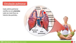 Ciências Naturais 9.º ano | Capítulo 2.4 – Sistema circulatório
Ventrículo
direito Veias
pulmonares
Vénula
Artéria
pulmonar
Arteríola
Artéria
Aurícula
esquerda
Capilares
sanguíneos
Circulação pulmonar
Cada artéria pulmonar
ramifica-se em arteríolas
cada vez mais finas no
interior dos pulmões.
 