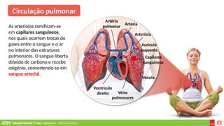 Ciências Naturais 9.º ano | Capítulo 2.4 – Sistema circulatório
Ventrículo
direito Veias
pulmonares
Vénula
Artéria
pulmonar
Arteríola
Artéria
Aurícula
esquerda
Capilares
sanguíneos
Circulação pulmonar
As arteríolas ramificam-se
em capilares sanguíneos,
nos quais ocorrem trocas de
gases entre o sangue e o ar
no interior das estruturas
pulmonares. O sangue liberta
dióxido de carbono e recebe
oxigénio, convertendo-se em
sangue arterial.
 