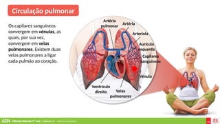 Ciências Naturais 9.º ano | Capítulo 2.4 – Sistema circulatório
Ventrículo
direito Veias
pulmonares
Vénula
Artéria
pulmonar
Arteríola
Artéria
Aurícula
esquerda
Capilares
sanguíneos
Circulação pulmonar
Os capilares sanguíneos
convergem em vénulas, as
quais, por sua vez,
convergem em veias
pulmonares. Existem duas
veias pulmonares a ligar
cada pulmão ao coração.
 