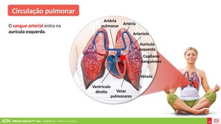 Ciências Naturais 9.º ano | Capítulo 2.4 – Sistema circulatório
Ventrículo
direito Veias
pulmonares
Vénula
Artéria
pulmonar
Arteríola
Artéria
Aurícula
esquerda
Capilares
sanguíneos
Circulação pulmonar
O sangue arterial entra na
aurícula esquerda.
 