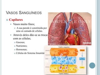 VASOS SANGUÍNEOS
   Capilares
       Vasos muito finos;
           A sua parede é constituída por
            uma só camada de células.
       Através deles dão-se as trocas
        com as células;
         Gasosas;
         Nutrientes;

         Hormonas;

         Células do Sistema Imunitário.
 