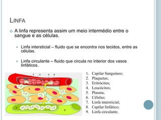 LINFA
   A linfa representa assim um meio intermédio entre o
    sangue e as células.

       Linfa intersticial – fluido que se encontra nos tecidos, entre as
        células.

       Linfa circulante – fluido que circula no interior dos vasos
        linfáticos.
                                            1.   Capilar Sanguíneo;
                                            2.   Plaquetas;
                                            3.   Eritrócitos;
                                            4.   Leucócitos;
                                            5.   Plasma;
                                            6.   Células;
                                            7.   Linfa intersticial;
                                            8.   Capilar linfático;
                                            9.   Linfa circulante.
 