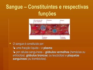 Sangue – Constituintes e respectivas
funções
 O sangue é constituído por:O sangue é constituído por:
 uma fracção líquida – ouma fracção líquida – o plasmaplasma
 por células sanguíneas –por células sanguíneas – glóbulos vermelhosglóbulos vermelhos (hemácias ou(hemácias ou
eritrócitos),eritrócitos), glóbulos brancosglóbulos brancos( ou leucócitos) e( ou leucócitos) e plaquetasplaquetas
sanguíneassanguíneas (ou trombócitos).(ou trombócitos).
 