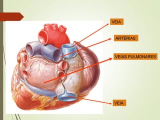 VEIA
ARTÉRIAS
VEIAS PULMONARES
VEIA
 