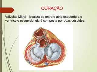 CORAÇÃO
Válvulas Mitral - localiza-se entre o átrio esquerdo e o
ventrículo esquerdo; ela é composta por duas cúspides.
 
