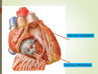 VÁLVULA PULMONAR
VÁLVULA TRICÚSPIDE
 