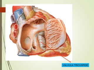 VÁLVULA TRICÚSPIDE
 