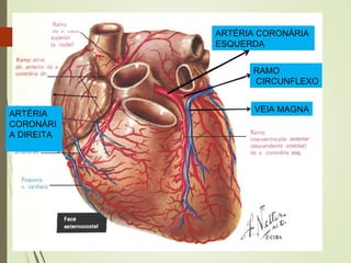 ARTÉRIA CORONÁRIA
ESQUERDA
RAMO
CIRCUNFLEXO
VEIA MAGNAARTÉRIA
CORONÁRI
A DIREITA
 
