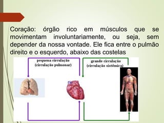 Coração: órgão rico em músculos que se
movimentam involuntariamente, ou seja, sem
depender da nossa vontade. Ele fica entre o pulmão
direito e o esquerdo, abaixo das costelas
 