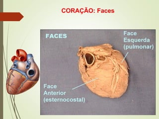CORAÇÃO: Faces
 