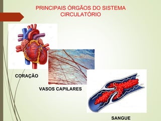 PRINCIPAIS ÓRGÃOS DO SISTEMA
CIRCULATÓRIO
CORAÇÃO
VASOS CAPILARES
SANGUE
 